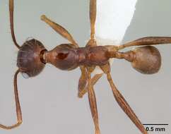 Image of Pheidole oxyops Forel 1908