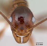 Image of Pheidole oxyops Forel 1908