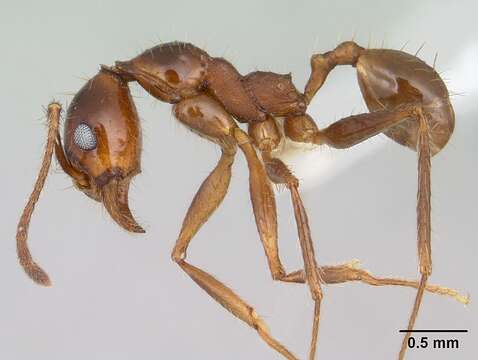 Image of Pheidole oxyops Forel 1908