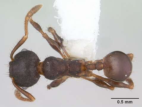 Image of Pheidole scapulata Santschi 1923