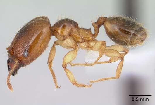 Image of Pheidole subarmata Mayr 1884