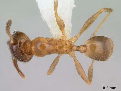 Image of Pheidole subarmata Mayr 1884