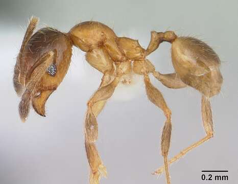 Image of Pheidole subarmata Mayr 1884