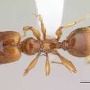 Image of Pheidole vallifica Forel 1901