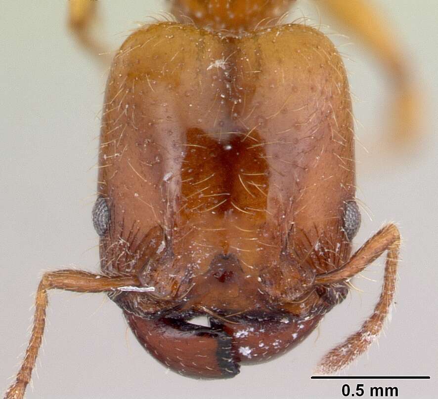 Image of Pheidole vallifica Forel 1901