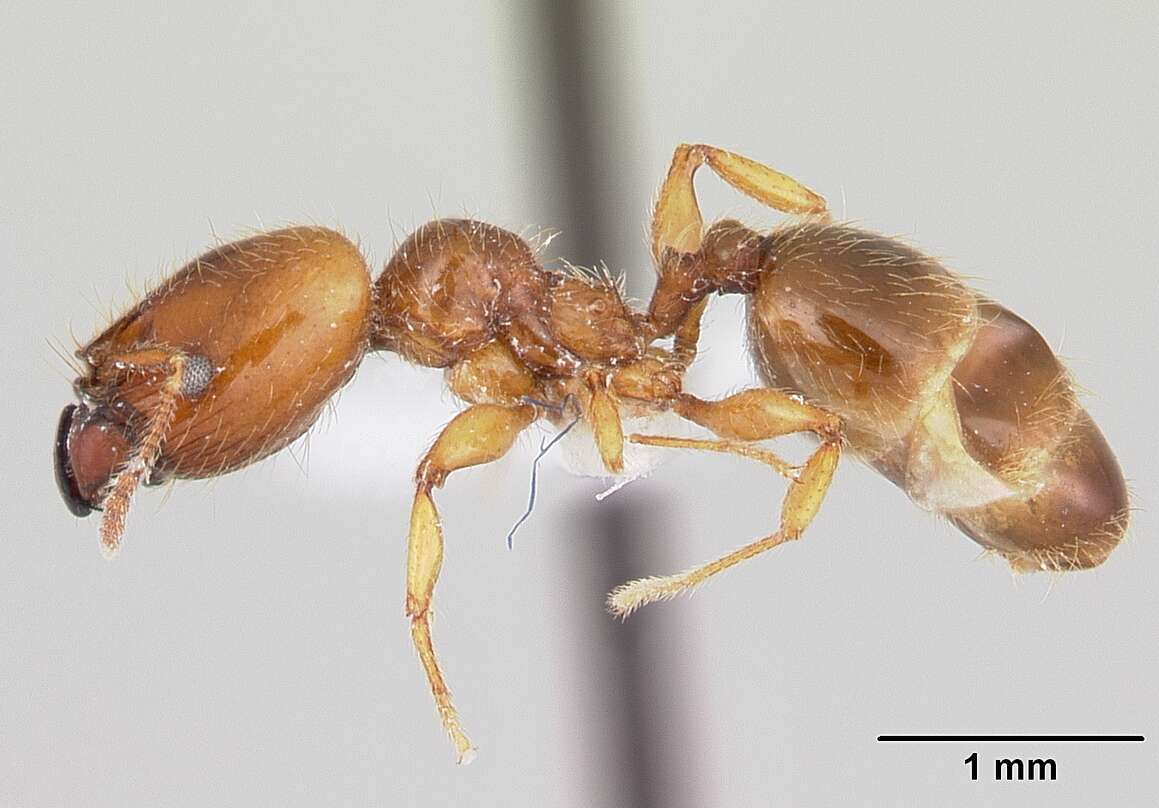 Image of Pheidole vallifica Forel 1901