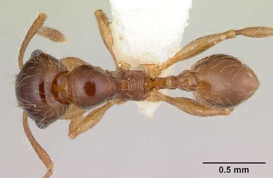 Image of Pheidole vallifica Forel 1901