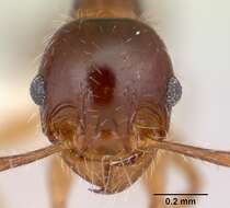 Image of Pheidole vallifica Forel 1901