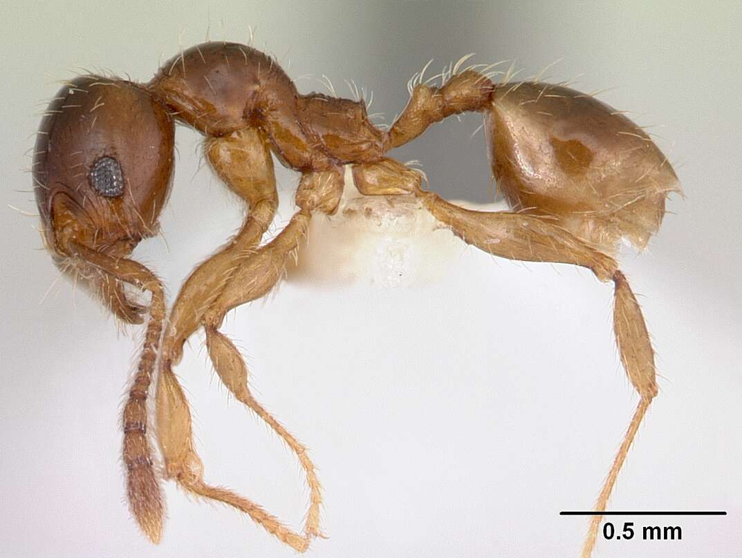 Image of Pheidole vallifica Forel 1901