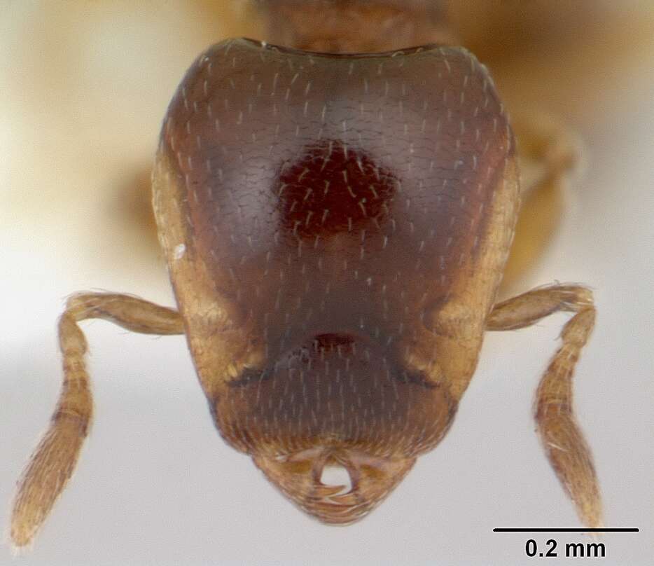 Image of <i>Strumigenys appretiata</i>