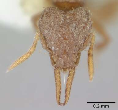 Image of Strumigenys eggersi
