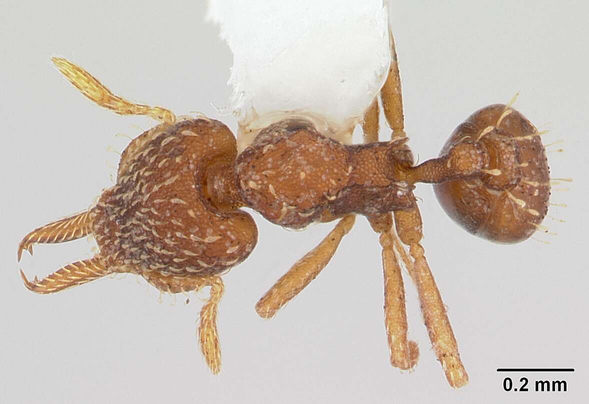 Слика од Strumigenys subedentata