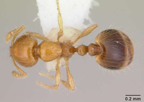 Image of Solenopsis iheringi Forel 1908