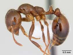 Image of Red imported fire ant