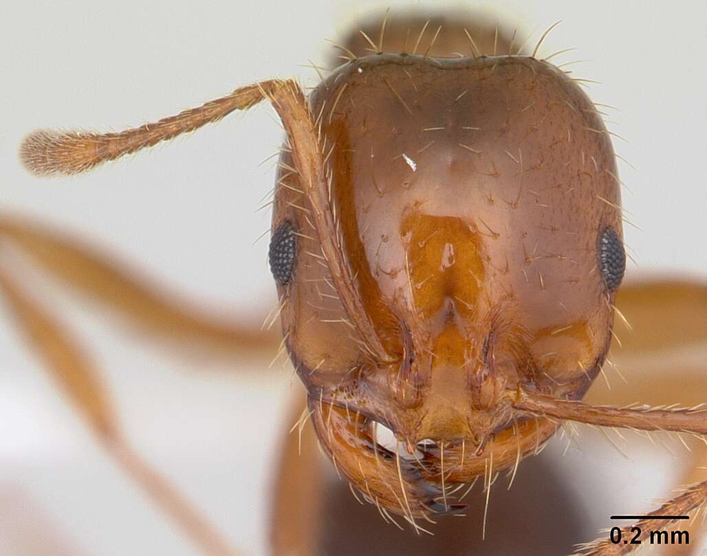 Image of Red imported fire ant