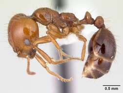 Image of Solenopsis megergates Trager 1991