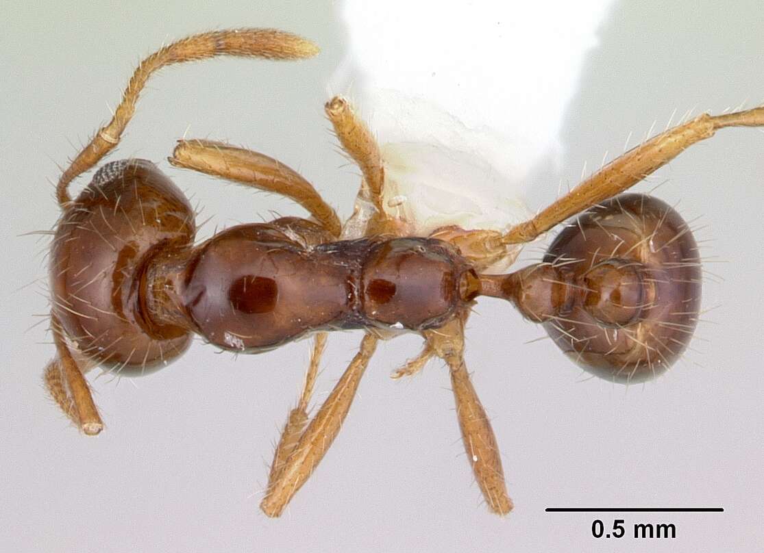 Image of Solenopsis megergates Trager 1991