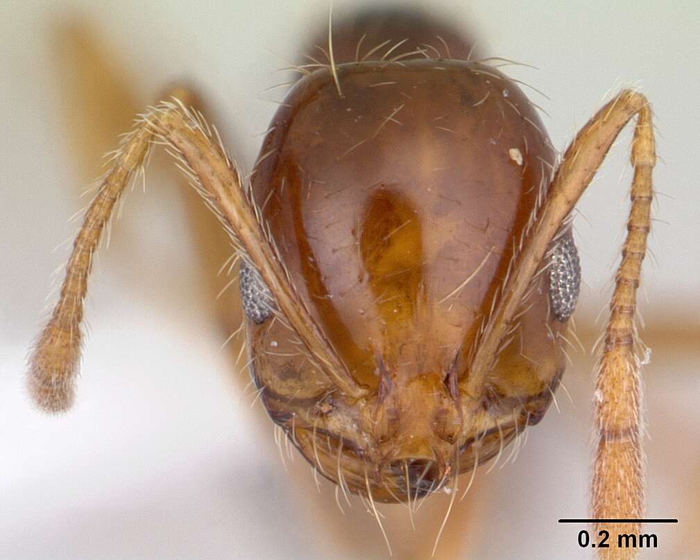 Image of Solenopsis megergates Trager 1991