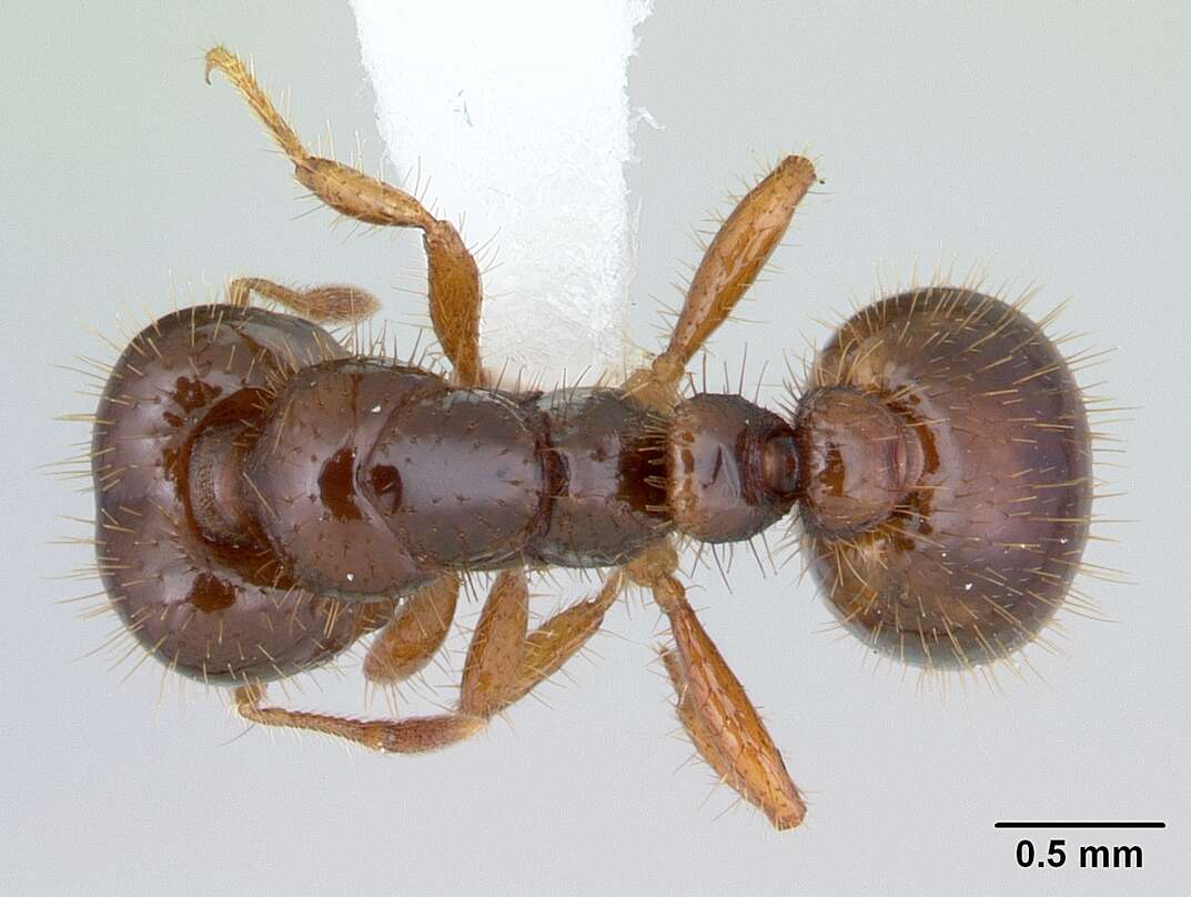 Image of Solenopsis wasmannii Emery 1894