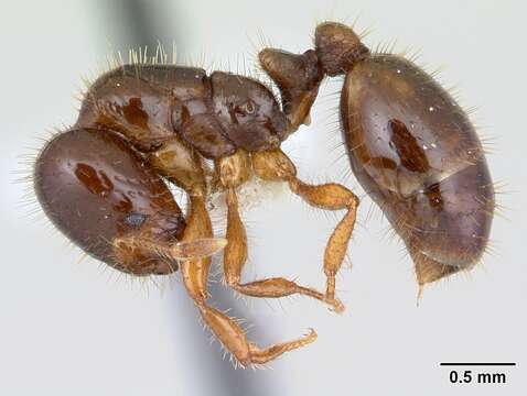 Image of Solenopsis wasmannii Emery 1894