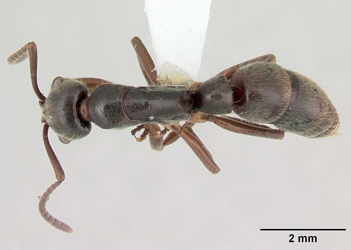 Image of Neoponera crenata