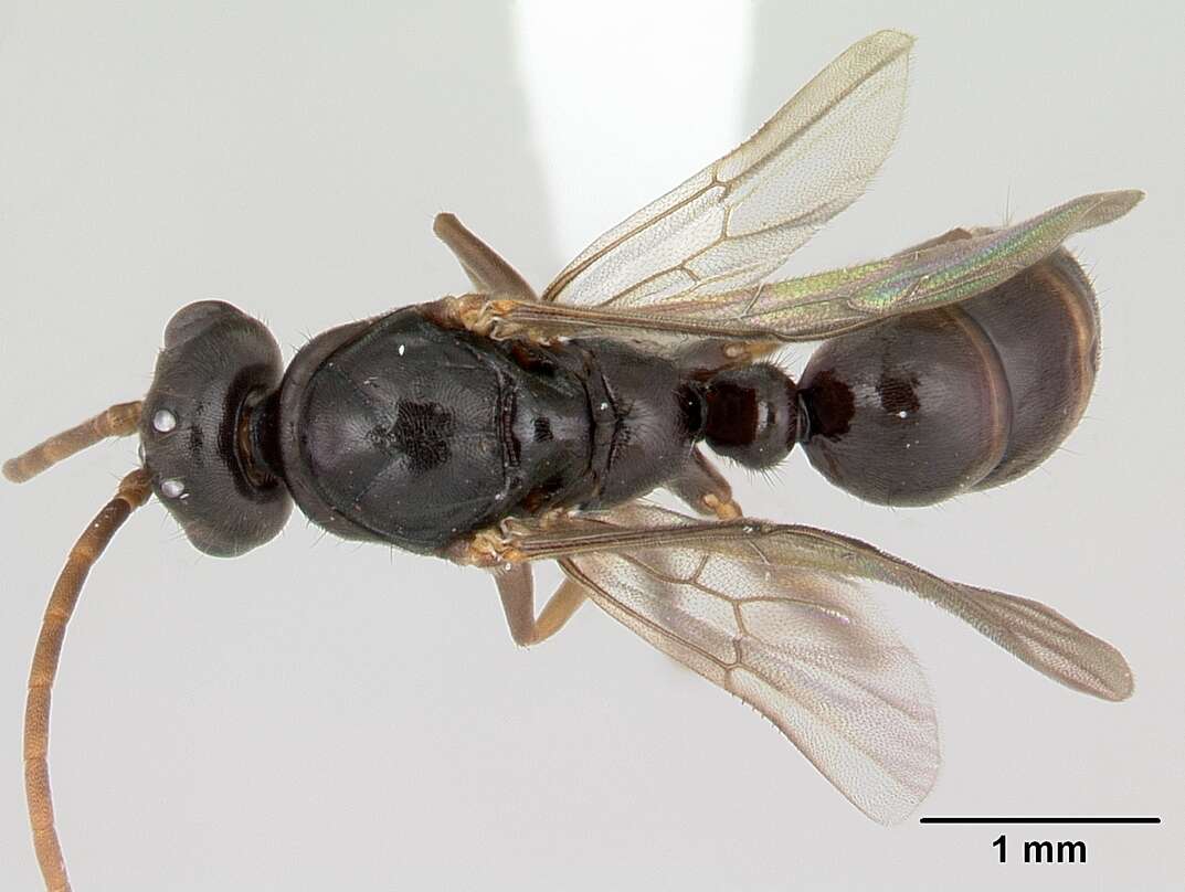 Image of Pseudoponera stigma