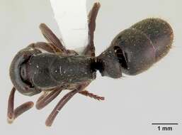 Image of Panther Ants