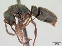 Image of Panther Ants