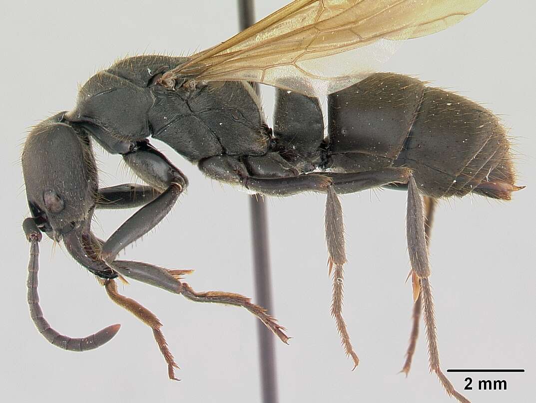 Image of Pachycondyla striata Smith 1858