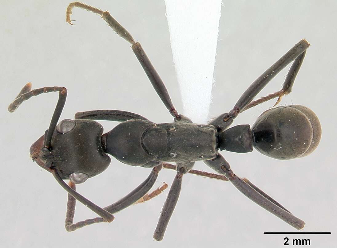 Image of Neoponera verenae
