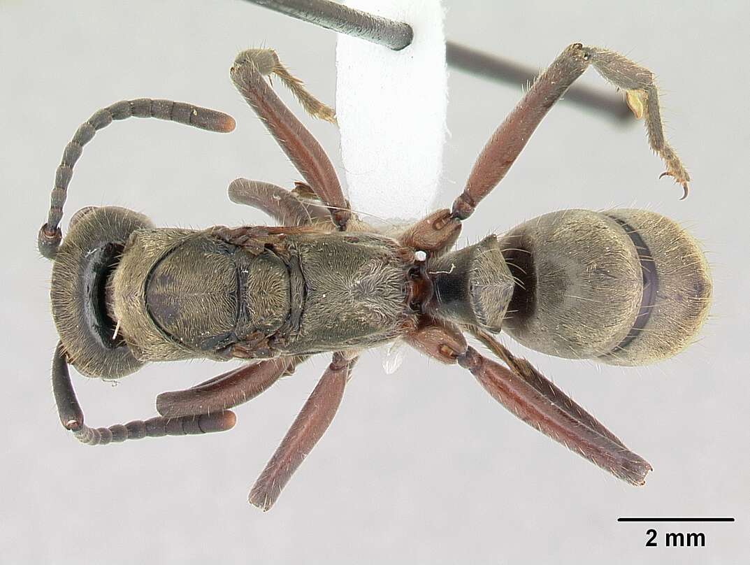 Image of Neoponera villosa