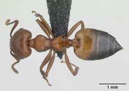 Слика од Crematogaster tricolor