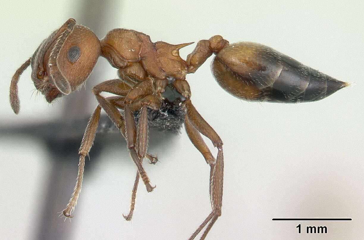 Слика од Crematogaster tricolor