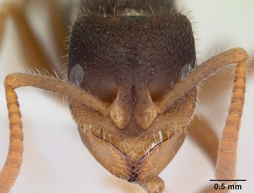 Image of Phrynoponera gabonensis (Andre 1892)