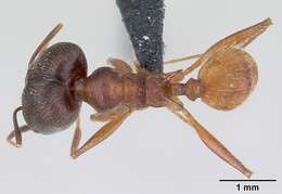 Image of Pheidole ajax Forel 1899