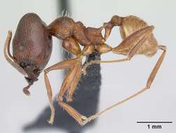 Image of Pheidole ajax Forel 1899