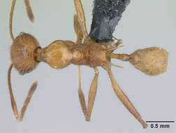 Image of Pheidole ajax Forel 1899