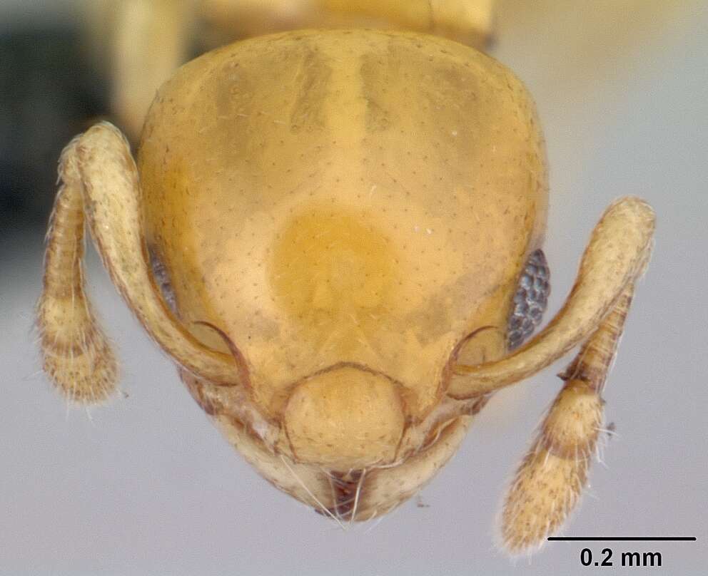 Image of Diaphoromyrma