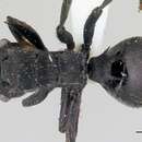 Image of Polyrhachis latispina Emery 1925