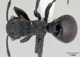 Image of Polyrhachis latispina Emery 1925