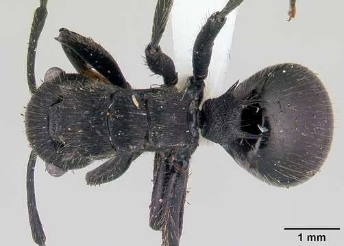 صورة Polyrhachis latispina Emery 1925