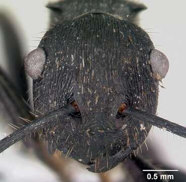 صورة Polyrhachis latispina Emery 1925