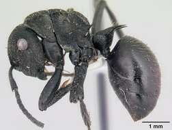 صورة Polyrhachis latispina Emery 1925