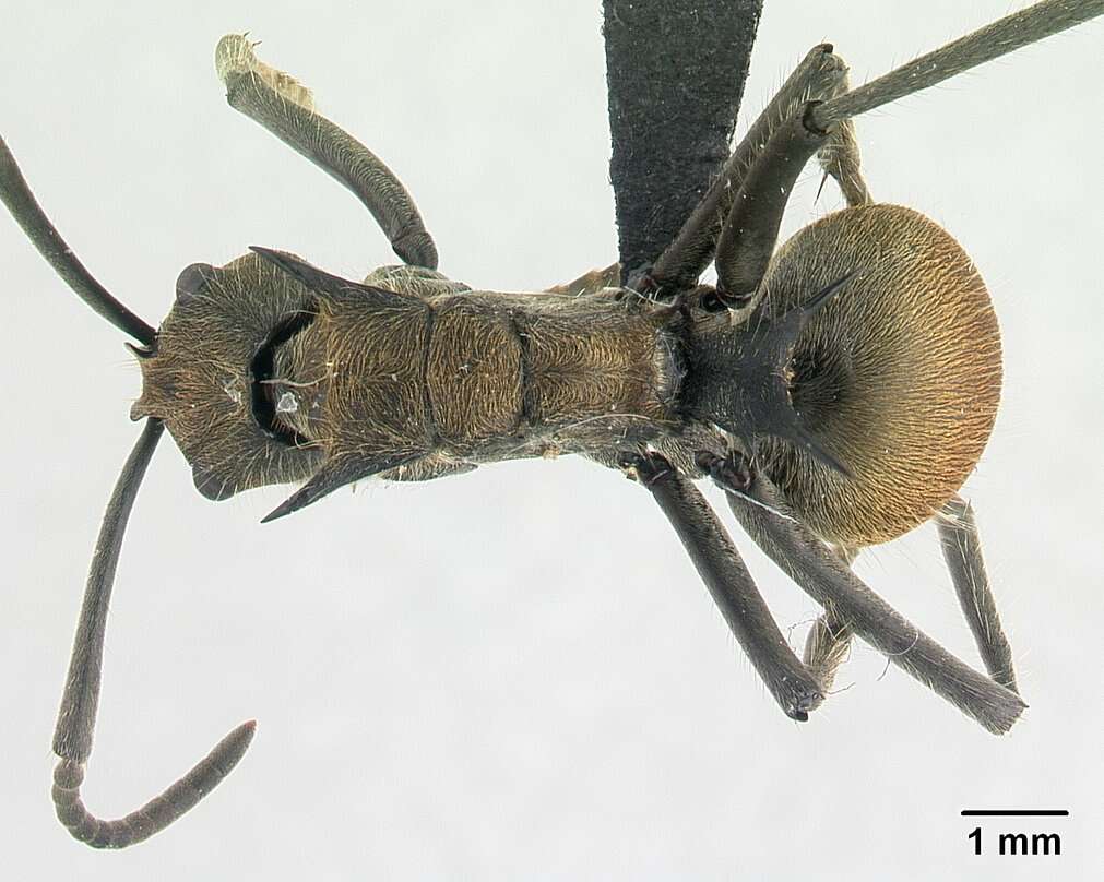 Image de <i>Polyrhachis epinotalis</i>