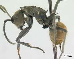 Image de <i>Polyrhachis epinotalis</i>