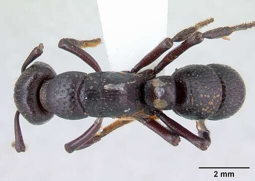 Image of Psalidomyrmex procerus Emery 1901