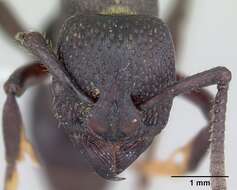 Image of Psalidomyrmex procerus Emery 1901