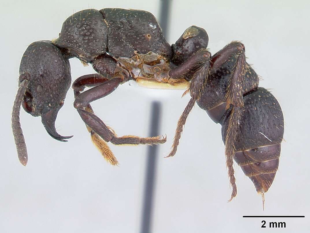 Image of Psalidomyrmex procerus Emery 1901