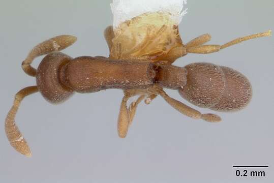 Imagem de Probolomyrmex guineensis Taylor 1965