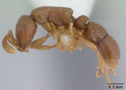 Imagem de Probolomyrmex guineensis Taylor 1965